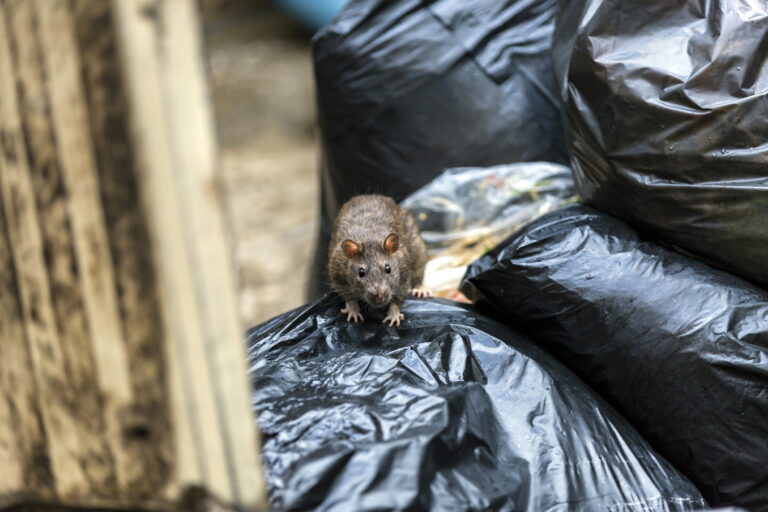 Rotta taloyhtiön jätekatoksessa on kutsumaton vieras